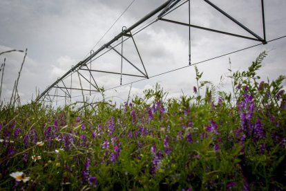 El Canal de regadío de Almazán cumple 50 años. - MARIO TEJEDOR