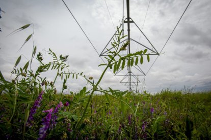 El Canal de regadío de Almazán cumple 50 años. - MARIO TEJEDOR