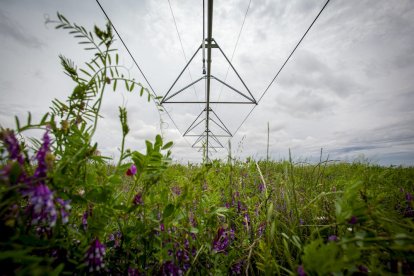 El Canal de regadío de Almazán cumple 50 años. - MARIO TEJEDOR