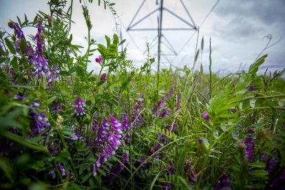 El Canal de regadío de Almazán cumple 50 años. - MARIO TEJEDOR
