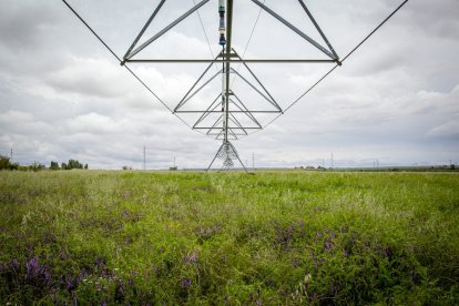 El Canal de regadío de Almazán cumple 50 años. - MARIO TEJEDOR