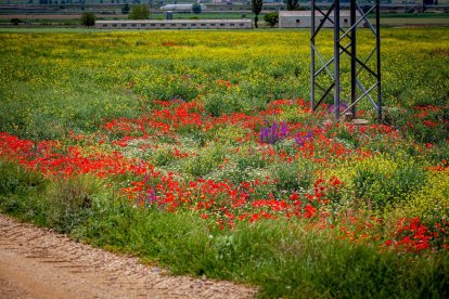 El Canal de regadío de Almazán cumple 50 años. - MARIO TEJEDOR