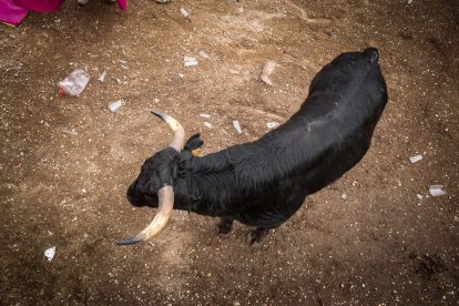 Lavalenguas de San Juan 2022. GONZALO MONTESEGURO