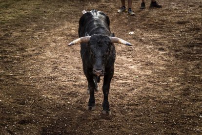 Lavalenguas de San Juan 2022. GONZALO MONTESEGURO