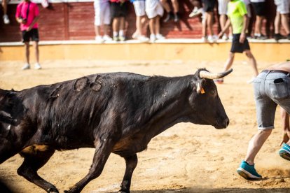 La Saca 2023