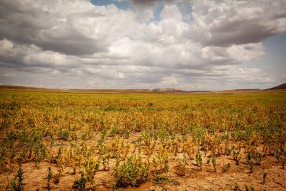 Valoración de la parcela de cultivo siniestrada por la sequía