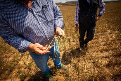 Valoración de la parcela de cultivo siniestrada por la sequía