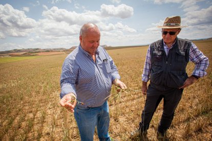 Valoración de la parcela de cultivo siniestrada por la sequía
