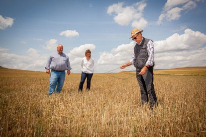 Valoración de la parcela de cultivo siniestrada por la sequía