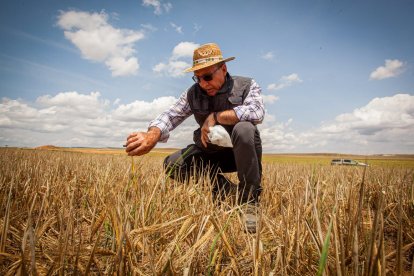 Valoración de la parcela de cultivo siniestrada por la sequía