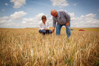 Valoración de la parcela de cultivo siniestrada por la sequía
