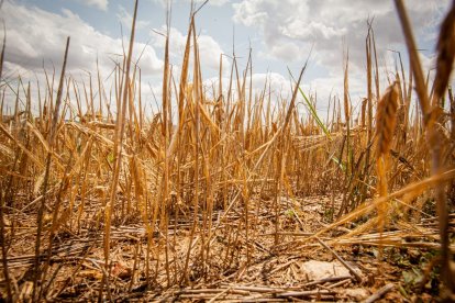Valoración de la parcela de cultivo siniestrada por la sequía