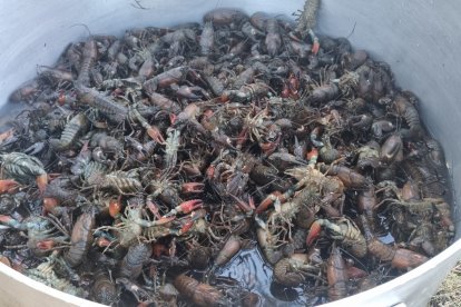 Duruelo de la Sierra celebró su primer Cangrejo Fest.