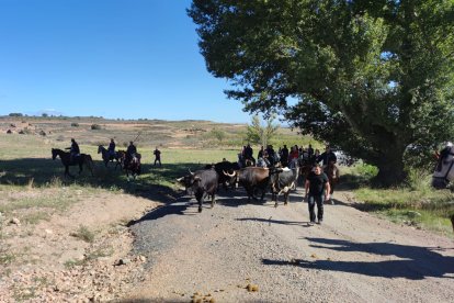 Ágreda celebra su Trashumancia.