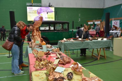 Navaleno se convierte estos días en la capital del reino fungi