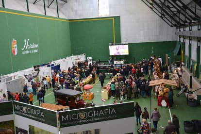 Navaleno se convierte estos días en la capital del reino fungi