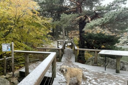 Minnie, la perrita del Punto de Nieve de Santa Inés y autentica experta en los montes de Soria, en la Laguna Negra este jueves.