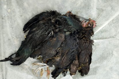 Gallinas muertas en Blocona por el visón.