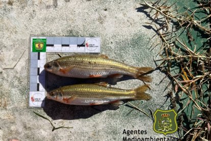 Ejemplares de bermejuela de buen tamaño (es un pez pequeño) rescatados en la balsa.