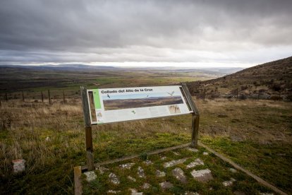Impresionante producción de acebo en Arévalo de la Sierra