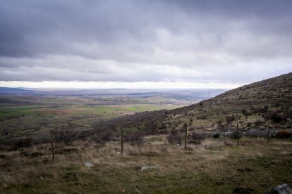 Impresionante producción de acebo en Arévalo de la Sierra