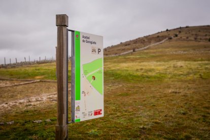 Impresionante producción de acebo en Arévalo de la Sierra
