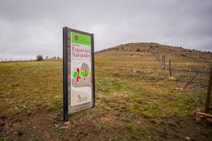 Impresionante producción de acebo en Arévalo de la Sierra