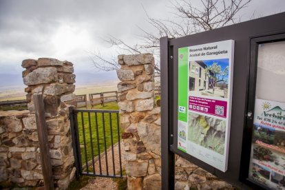 Impresionante producción de acebo en Arévalo de la Sierra