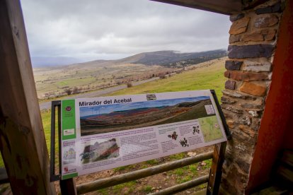 Impresionante producción de acebo en Arévalo de la Sierra
