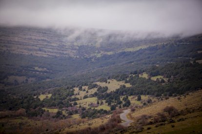 Impresionante producción de acebo en Arévalo de la Sierra