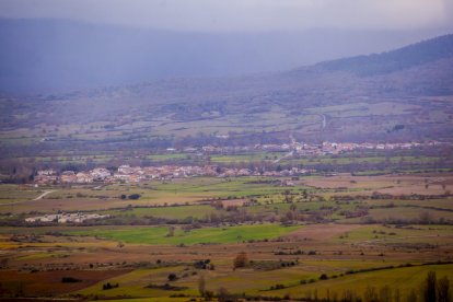 Impresionante producción de acebo en Arévalo de la Sierra
