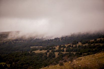Impresionante producción de acebo en Arévalo de la Sierra