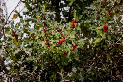 Impresionante producción de acebo en Arévalo de la Sierra