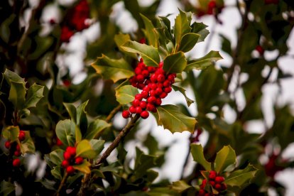 Impresionante producción de acebo en Arévalo de la Sierra
