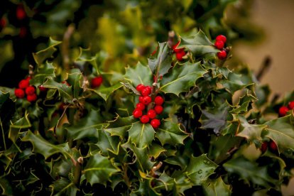 Impresionante producción de acebo en Arévalo de la Sierra