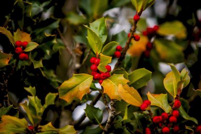 Impresionante producción de acebo en Arévalo de la Sierra