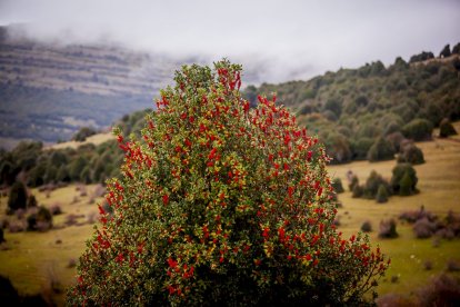 Impresionante producción de acebo en Arévalo de la Sierra