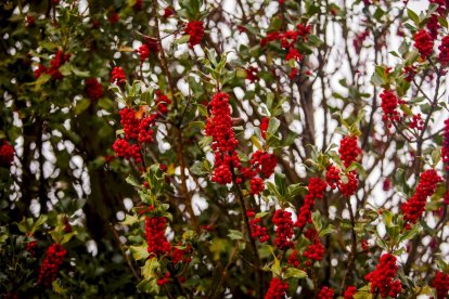 Impresionante producción de acebo en Arévalo de la Sierra