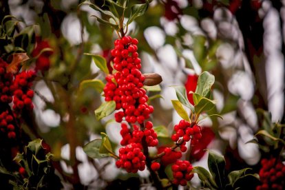 Impresionante producción de acebo en Arévalo de la Sierra