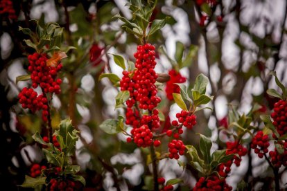 Impresionante producción de acebo en Arévalo de la Sierra