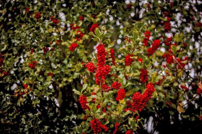 Impresionante producción de acebo en Arévalo de la Sierra
