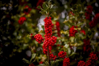 Impresionante producción de acebo en Arévalo de la Sierra
