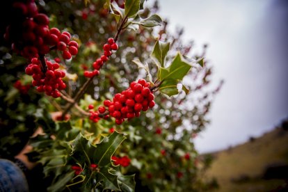 Impresionante producción de acebo en Arévalo de la Sierra
