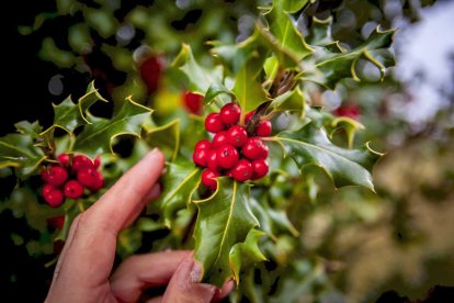 Impresionante producción de acebo en Arévalo de la Sierra