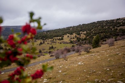 Impresionante producción de acebo en Arévalo de la Sierra