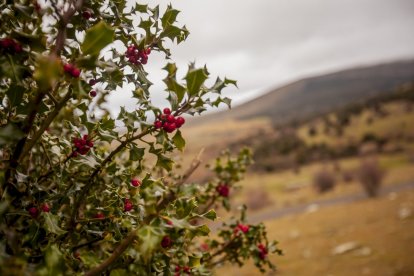Impresionante producción de acebo en Arévalo de la Sierra