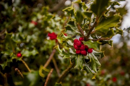 Impresionante producción de acebo en Arévalo de la Sierra
