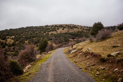 Impresionante producción de acebo en Arévalo de la Sierra