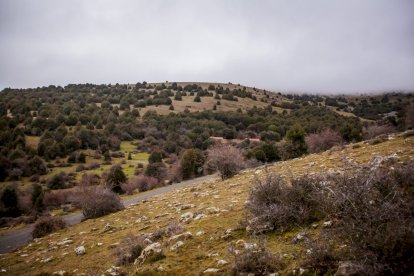 Impresionante producción de acebo en Arévalo de la Sierra