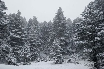 Detalle de la nevada en Urbión.